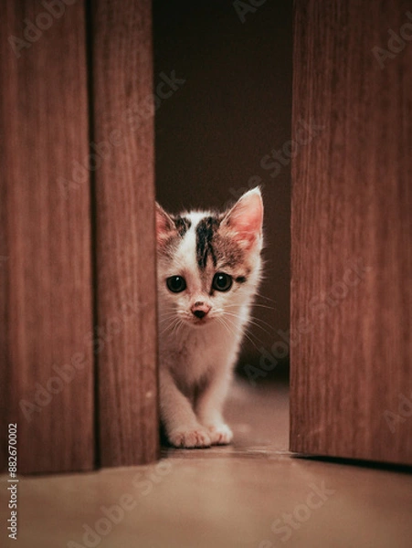 Obraz cat on the floor