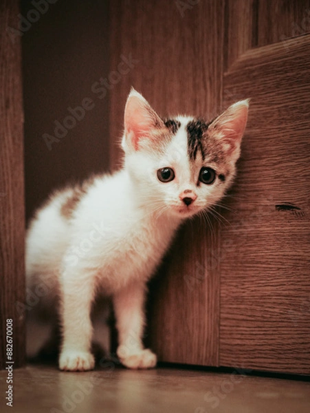 Obraz cat on the floor