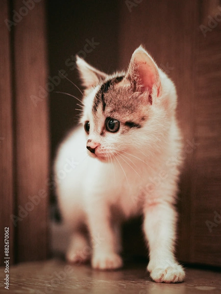 Obraz cat on the floor