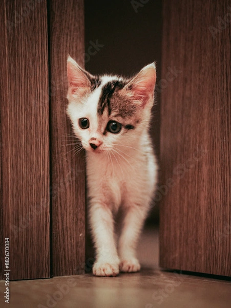 Obraz cat on the floor