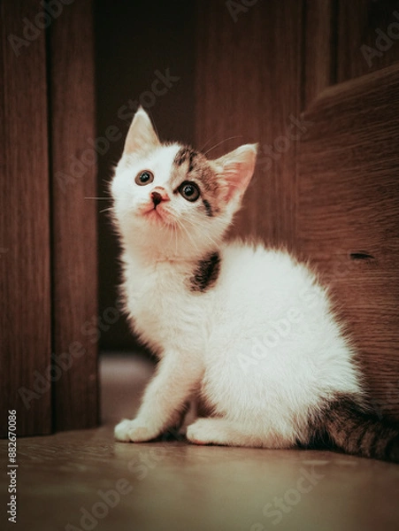Obraz cat on the floor