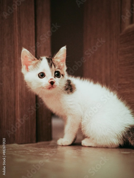 Obraz cat on the floor