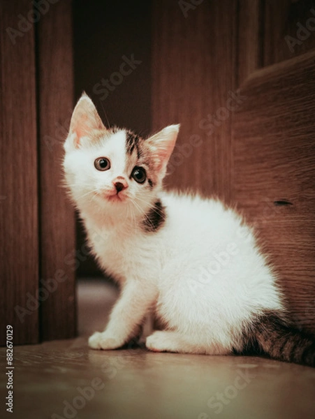 Obraz cat on the floor