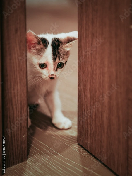 Obraz cat on the floor