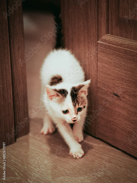 Obraz cat on the floor