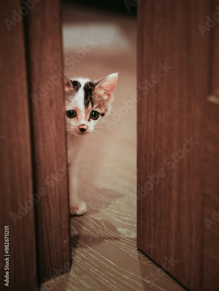 Obraz cat on the floor