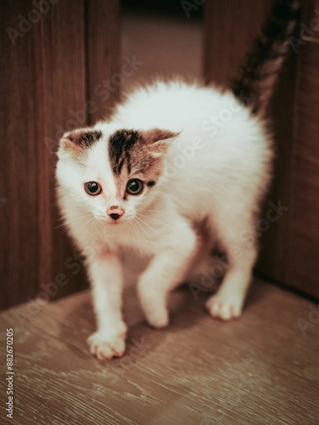 Obraz cat on the floor