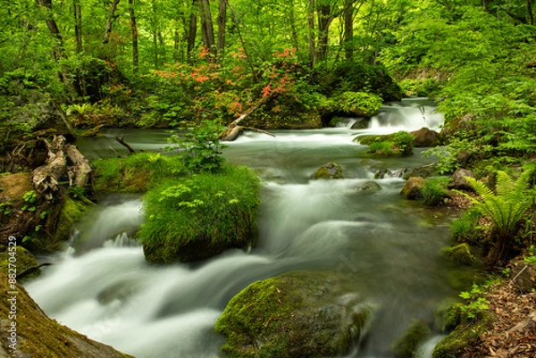 Obraz 森の中をゆったり流れる小川の水