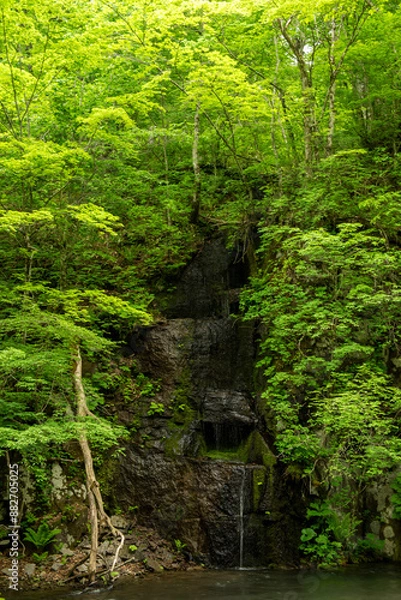 Obraz 樹木に覆われた断層となる水の流れ