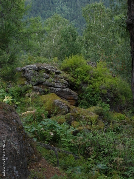 Fototapeta лесные валуны