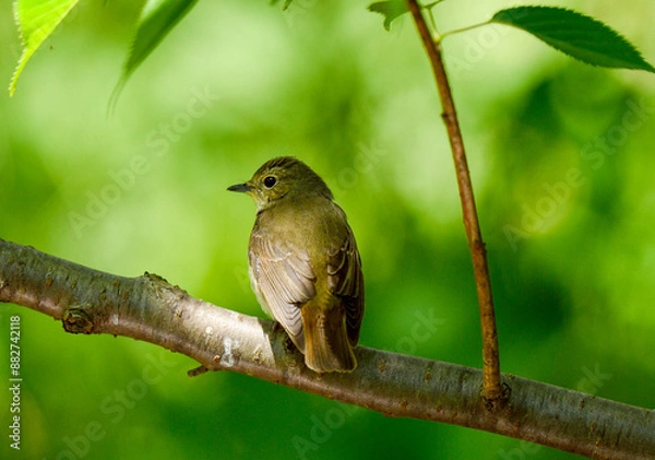 Fototapeta 木陰で暑さを避けるムシクイ