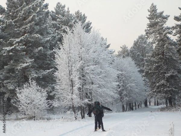Obraz Кузбасс. Окрестности Зенково. Сосновый бор зимой