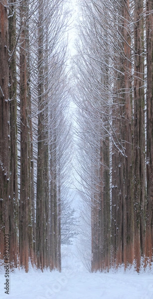 Obraz 메타쉐콰이어