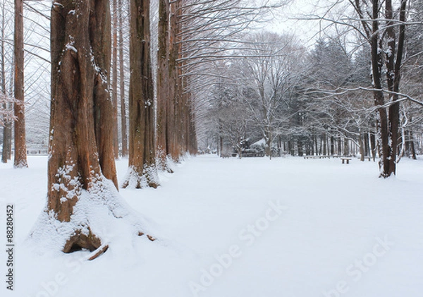 Obraz 메타쉐콰이어