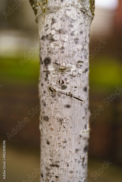 Obraz close up of trunk birtch tree