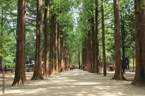 Obraz 메타쉐콰이어