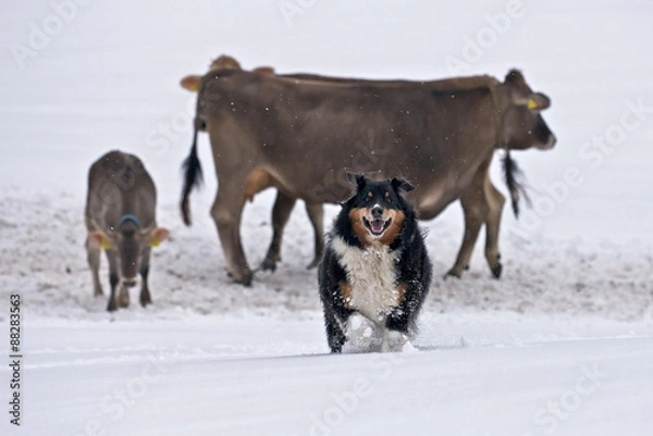 Obraz Shepherd dog with cows