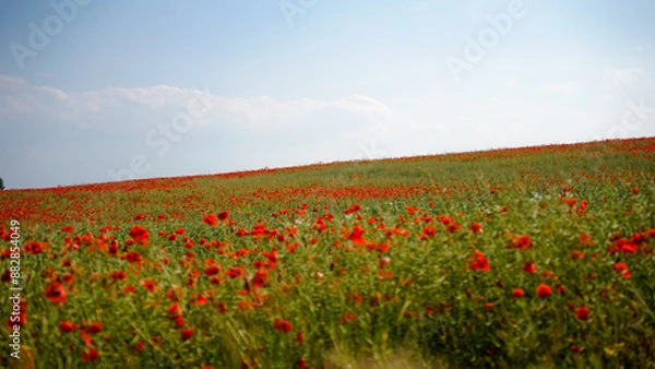 Obraz  poppy chamomile cornflower fields