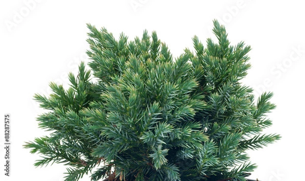 Fototapeta Juniperus squamata  Blue Star