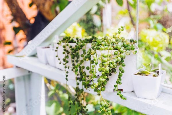 Fototapeta Senecio Rowleyanus, String of Pearls, in white pots