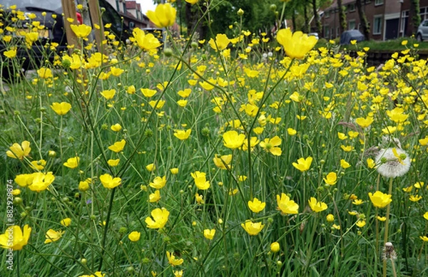 Fototapeta field of dandelions in Edam