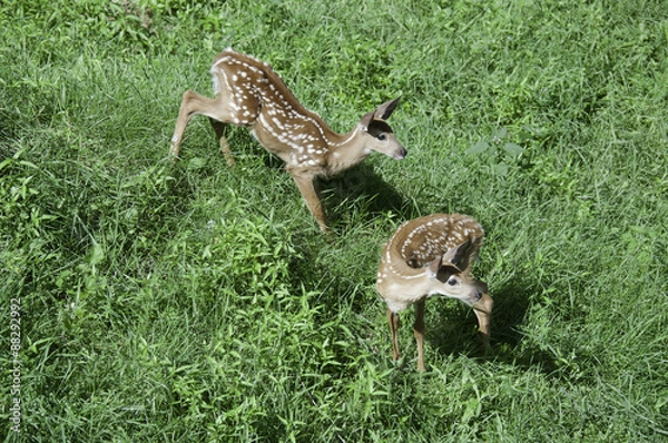Obraz fawns at play