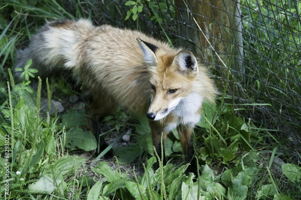 Obraz red fox