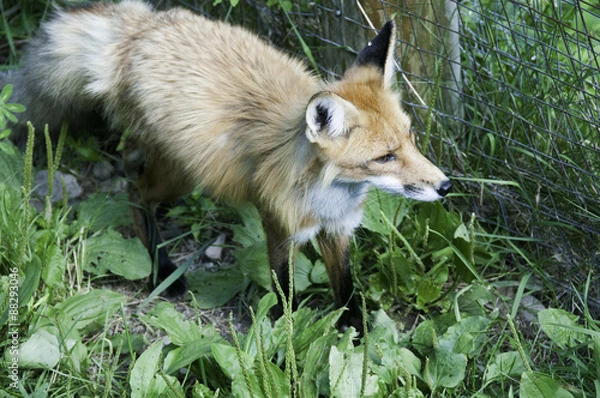 Obraz red fox