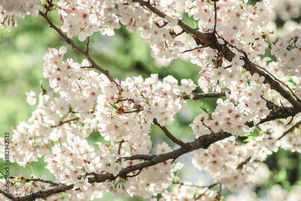 Fototapeta 桜の花の枝