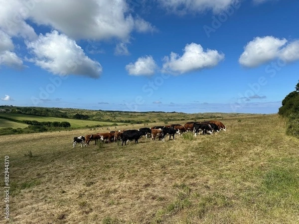 Obraz Herd of cows in a field on a sunny day in Cornwall, UK