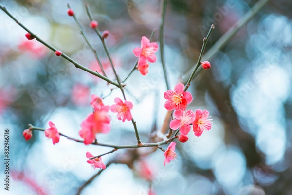 Fototapeta ピンク色の梅の花