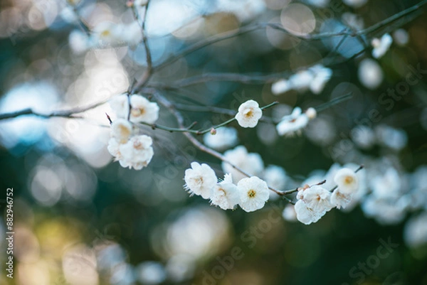 Fototapeta 白い梅の花