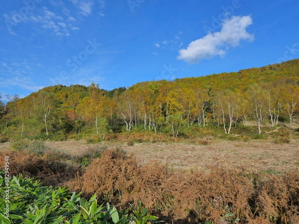 Obraz 志賀高原 平床付近の紅葉