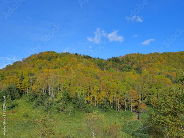 Obraz 志賀高原 平床付近の紅葉