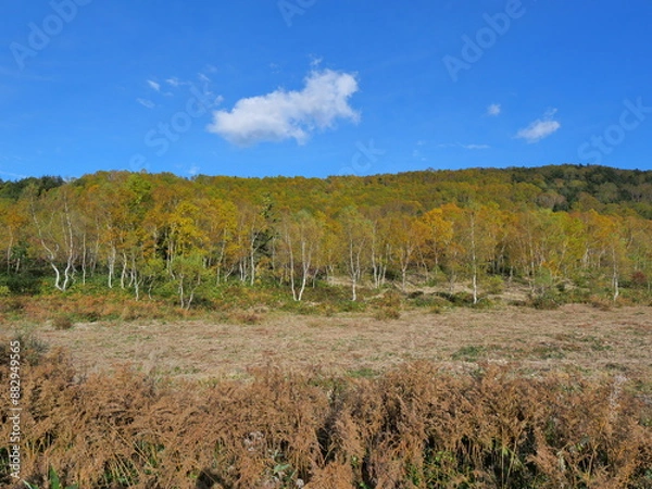 Obraz 志賀高原 平床付近の紅葉