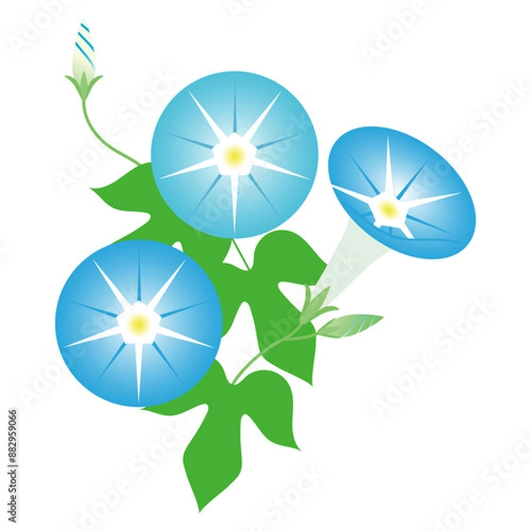 Obraz 朝顔のイラスト