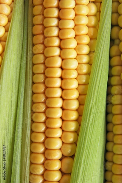 Fototapeta maize cob detail between green leaves