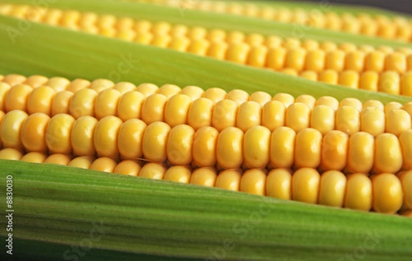 Fototapeta maize cob detail between green leaves