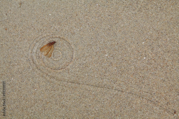 Obraz Mayfly Death on the sand
