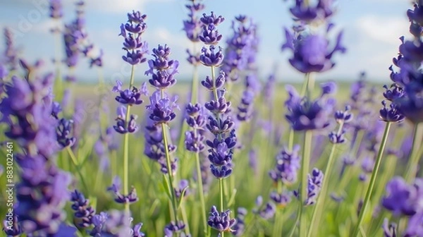 Fototapeta Fragrant blue lavender flowers blossoming on vast field in peaceful summer farmland. 