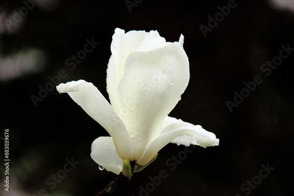 Fototapeta A pristine white flower in full bloom, captured in a close-up shot. Dew drops delicately adorn its petals, highlighting the beauty of nature in spring.