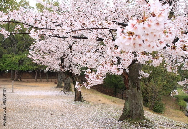 Fototapeta Rows of cherry blossom trees in full bloom during spring. Pink flowers cover the branches and ground, creating a scenic view in the park.