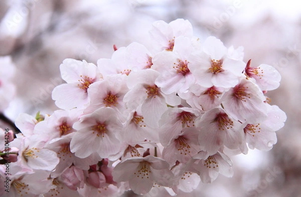 Fototapeta A close-up of delicate pink cherry blossoms in full bloom. The soft petals and vibrant colors capture the essence of springtime nature.