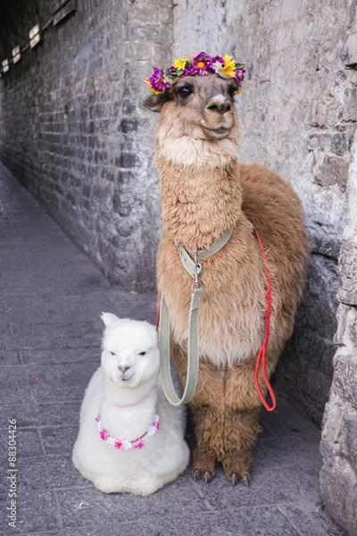 Obraz Alpaca in dali china.