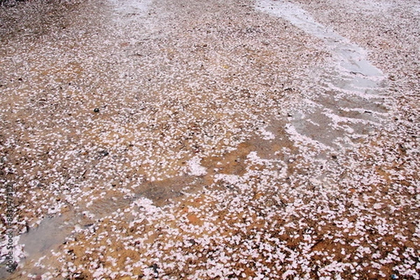 Fototapeta Fallen cherry blossom petals scattered across the wet ground after a rain. The delicate pink flowers create a beautiful yet transient spring scene.
