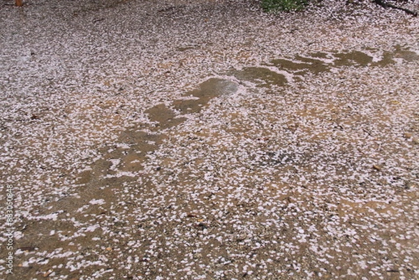 Fototapeta A path covered with fallen cherry blossom petals after a spring rain. The pink petals create a delicate and transient floral carpet on the wet ground.
