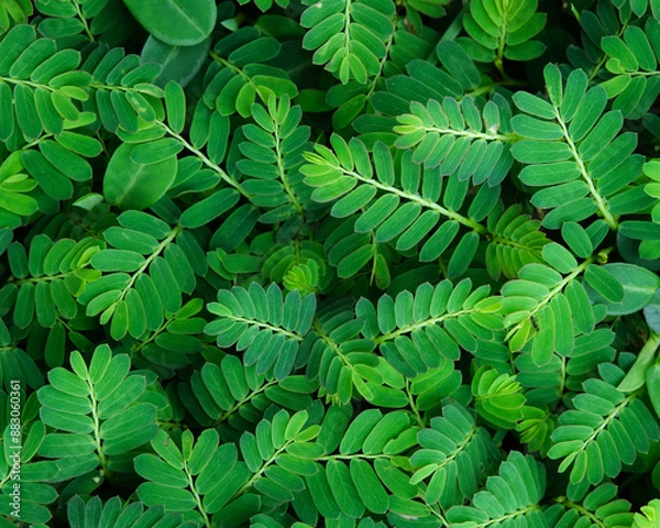 Fototapeta Green leaves closeup background
