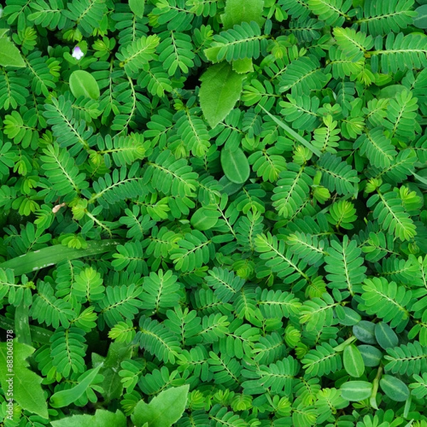Fototapeta Green leaves closeup background