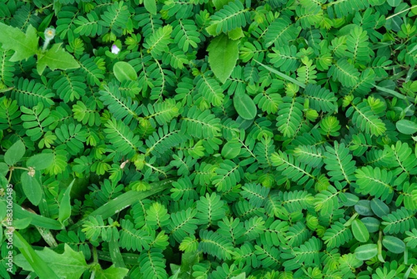Fototapeta Green leaves closeup background
