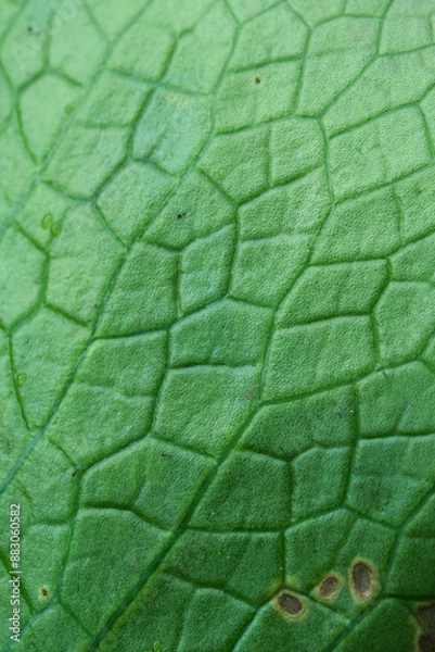 Fototapeta Green leaves closeup background